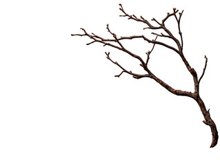 Fototapeta premium A bare twig with delicate buds, showcasing early signs of spring against a dark background.