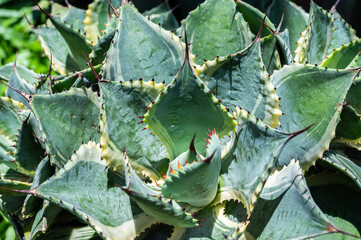 Cropped shot view of beautiful leaves and spines of Agave Tradewinds. This agave is a variegated hybrid with blue flesh, creamy yellow margins, and maroon-red teeth. 