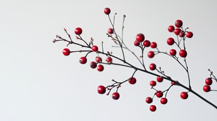 Red Berries Branch On White, Minimalist Winter Botanical Still Life
