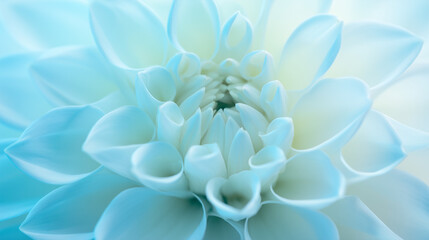 Obraz premium white chrysanthemum flower