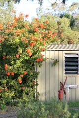 Garden shed with antique water pump with Cape Honeysuckle in South Australia