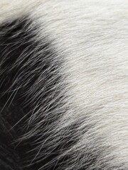 Detailed view of black and white animal fur, showing strong contrast and fine texture.