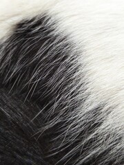 Close-up of white and black fur with a rounded spot, showing fine strands and texture.