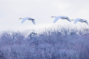 Obraz premium ハクチョウ 