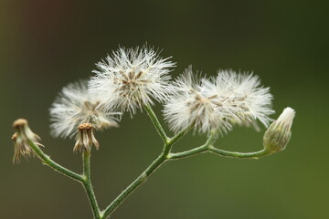 Cyanthillium cinereum flowers with bokeh background