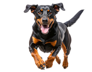 Obraz premium Beauceron Running Toward Camera with Focused Expression, Dynamic Transparent Cutout