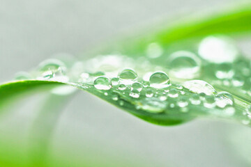 水滴が多数残る雨の後の葉っぱ