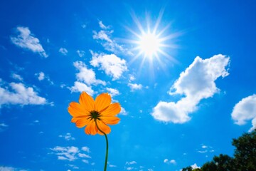 太陽がさんさんと輝く初秋の青空に伸びる１輪のキバナコスモス