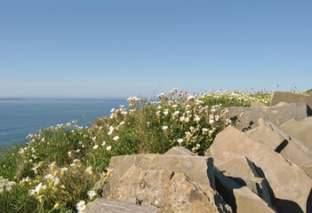 Sea campion wildflowers among rocks at the Cliffs of Moher in County Clare, Ireland