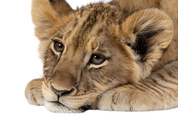 Close-up of a lion cub's face.