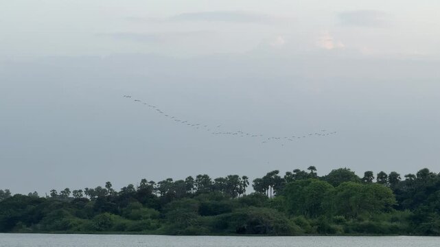 Birds form a superb uniform pattern in the sky, beautiful evening view from the landside of the lake in the suburban region