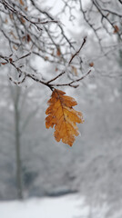 The last autumn oak leaf, a symbol of resilience, clings to a branch in the first winter snow