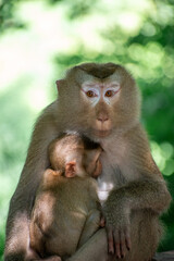 The Wild life of Khao Yai National park , Mother monkey with her baby