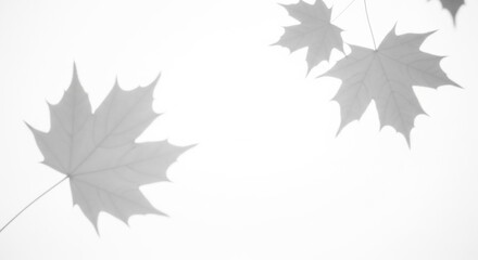 Fototapeta premium Ethereal Maple Leaves: Delicate Gray Tones on White Background