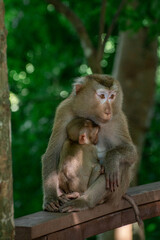 The Wild life of Khao Yai National park , Mother monkey with her baby