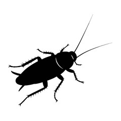 Cockroach Silhouette insect pest
