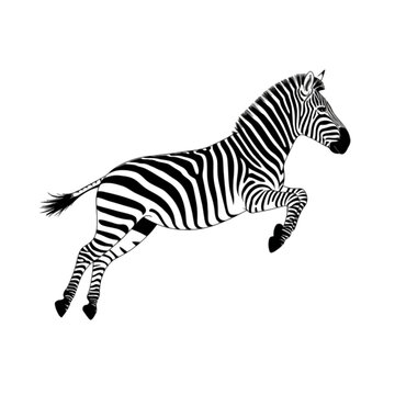 Leaping Zebra Silhouette animal jumping