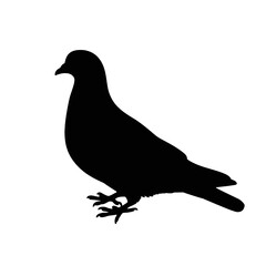 Obraz premium Pigeon Silhouette Standing bird avian