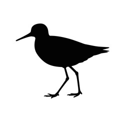 Sandpiper standing on white background bird silhouette