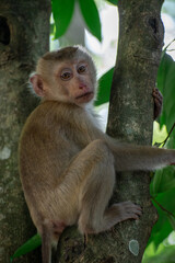 The Wild life of Khao Yai National park , Baby monkey