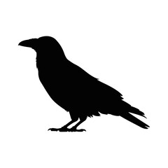 Obraz premium Silhouette of a standing raven bird black