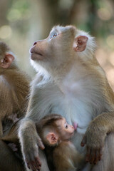 The Wild life of Khao Yai National park , Mother monkey with her baby