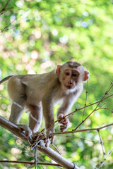 The Wild life of Khao Yai National park , Baby monkey
