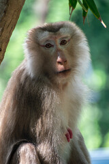 The Wild life of Khao Yai National park , Monkey