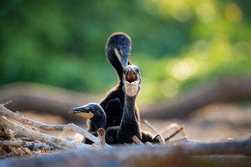 Double-crested cormorant chicks in their nest