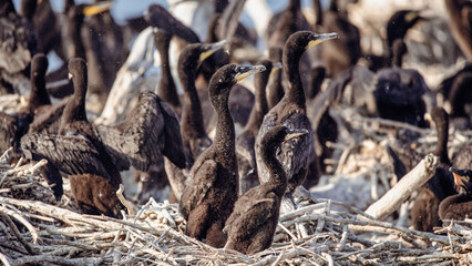 Double-crested cormorants in nests