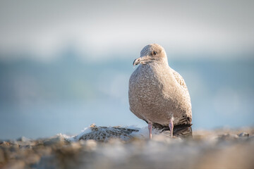 Seagull Standing Beside Dead Bird on Beach — Wildlife and Nature Scene