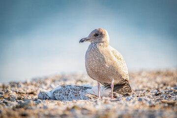 Seagull Standing Beside Dead Bird on Beach — Wildlife and Nature Scene