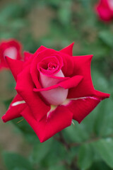 赤いバラの花のアップ