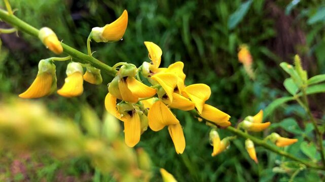 Close up of Crotalaria juncea, also known as sunn hemp, showing yellow blossoms in a rural tropical field.