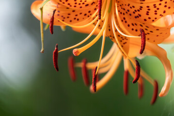 オニユリのめしべとおしべにズームアップ