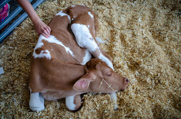 Cow Resting In Hay At The Pumpkin Festival © Joe E.