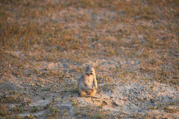 Prairie dog in a field