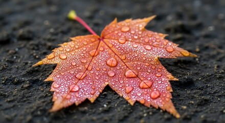 Vibrant autumn maple leaf with water droplets on dark ground