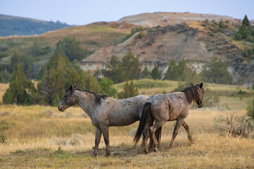 Wild horses at Theodore Roosevelt National Park, North Dakota