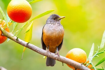 Purple-breasted Thrush (Turdus rufiventris), a bird symbol of Brazil, captured in natural light that highlights its vibrant colors. The best photo.Sabiá laranjeira