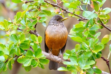 Purple-breasted Thrush (Turdus rufiventris), a bird symbol of Brazil, captured in natural light that highlights its vibrant colors. The best photo.Sabiá laranjeira