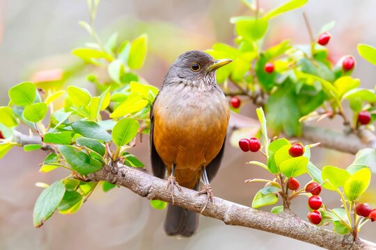 Purple-breasted Thrush (Turdus rufiventris), a bird symbol of Brazil, captured in natural light that highlights its vibrant colors. The best photo.Sabi&aacute; laranjeira