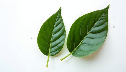 Obraz premium Botanical Duo Two Green Leaves on a Clean White Background, Perfect for Nature and Ecology Design