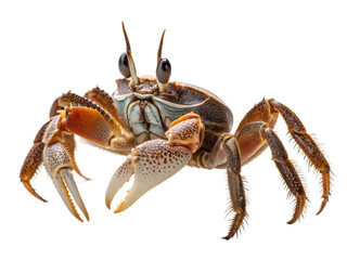 crab isolated on white background