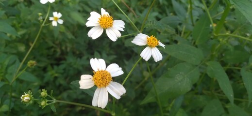 white and yellow flowers