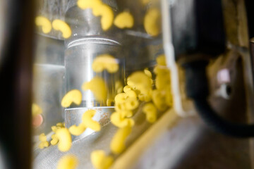 Pasta extrusion process showing uncooked macaroni being formed and pushed through machinery in a production facility