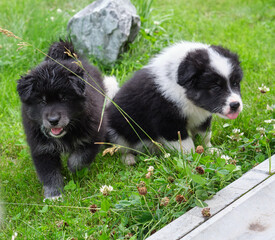 Fototapeta premium A dog puppies are sitting on the grass in the garden. A cross between a Bernese Mountain Dog and a Samoyed.