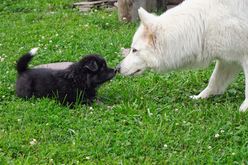 A black dog puppy with adult White Swiss Shepherd are get to know each other and sniff each other.