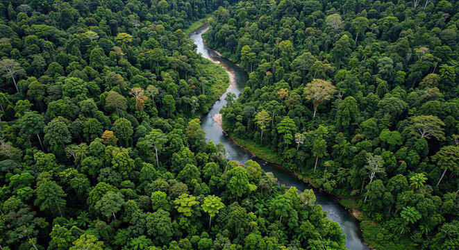 Aerial view of Malaysia tropical rain forest with river.