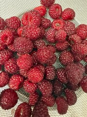 Fresh Wild Raspberries Collwild raspberries, fresh berries, summer fruits, red berries, forest berries, natural harvest, organic food, healthy snack, antioxidant, fruit bowl, seasonal fected in Summer
